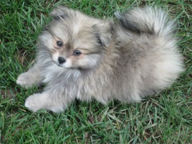 Gray Pomeranian