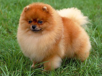 Sable Pomeranian