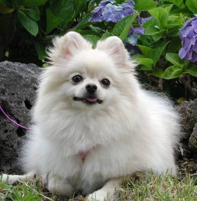 White Pomeranian